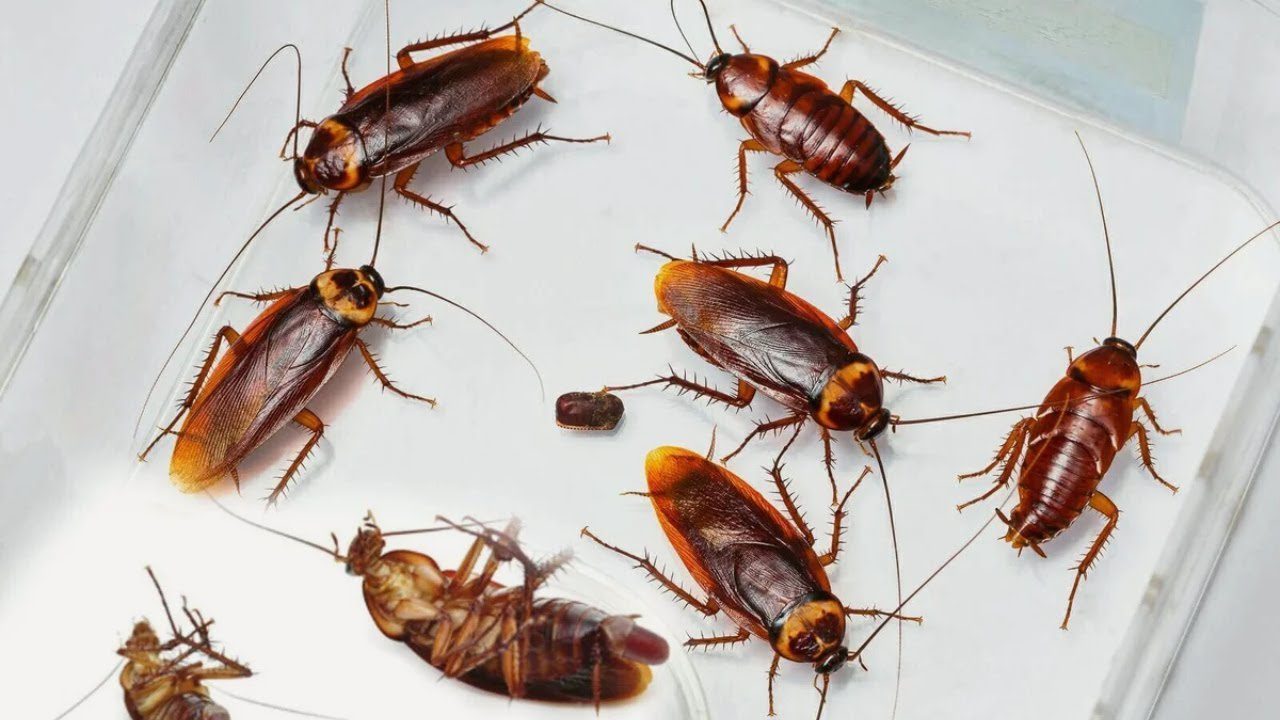 Експерти розповіли, чому ні в якому разі не можна давити тарганів ногами Експерти розповіли, чому ні в якому разі не можна давити тарганів ногами
