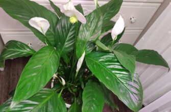 Зараз грудень, а в мене на підвіконні квітне спатифілум: я лише 1 раз додала у воду цю “чарівну” пігулку