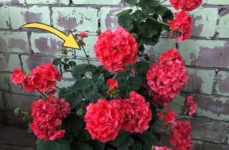 Обприскую герань розчином із 2-х інгредієнтів – і вона випускає квіти навіть взимку: точні пропорції добрива