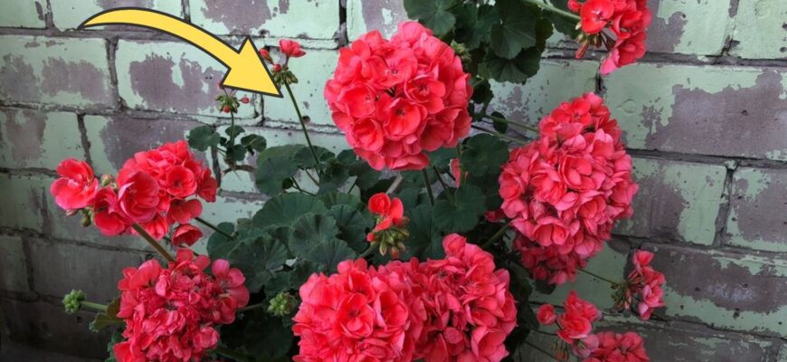 Обприскую герань розчином із 2-х інгредієнтів – і вона випускає квіти навіть взимку: точні пропорції добрива