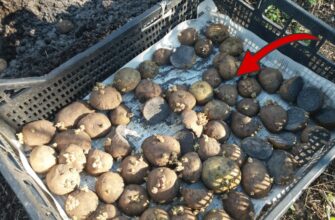 Батько в селі завжди ставить в погріб відро ось з цим в кутку: картопля, буряк, морква лежать по 10 місяців