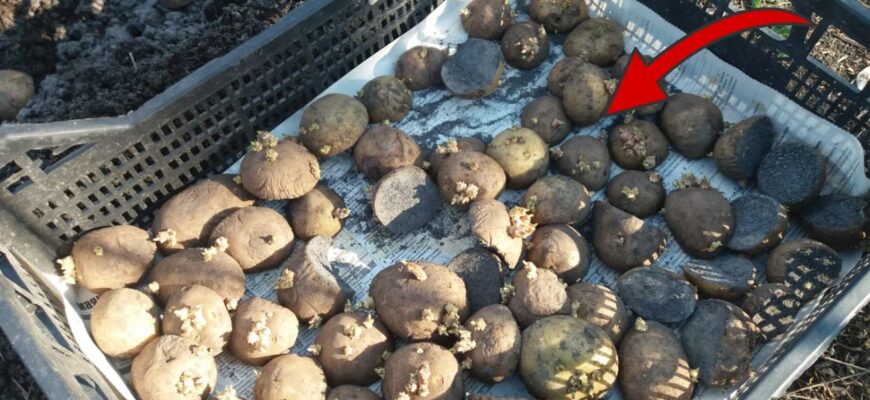 Батько в селі завжди ставить в погріб відро ось з цим в кутку: картопля, буряк, морква лежать по 10 місяців