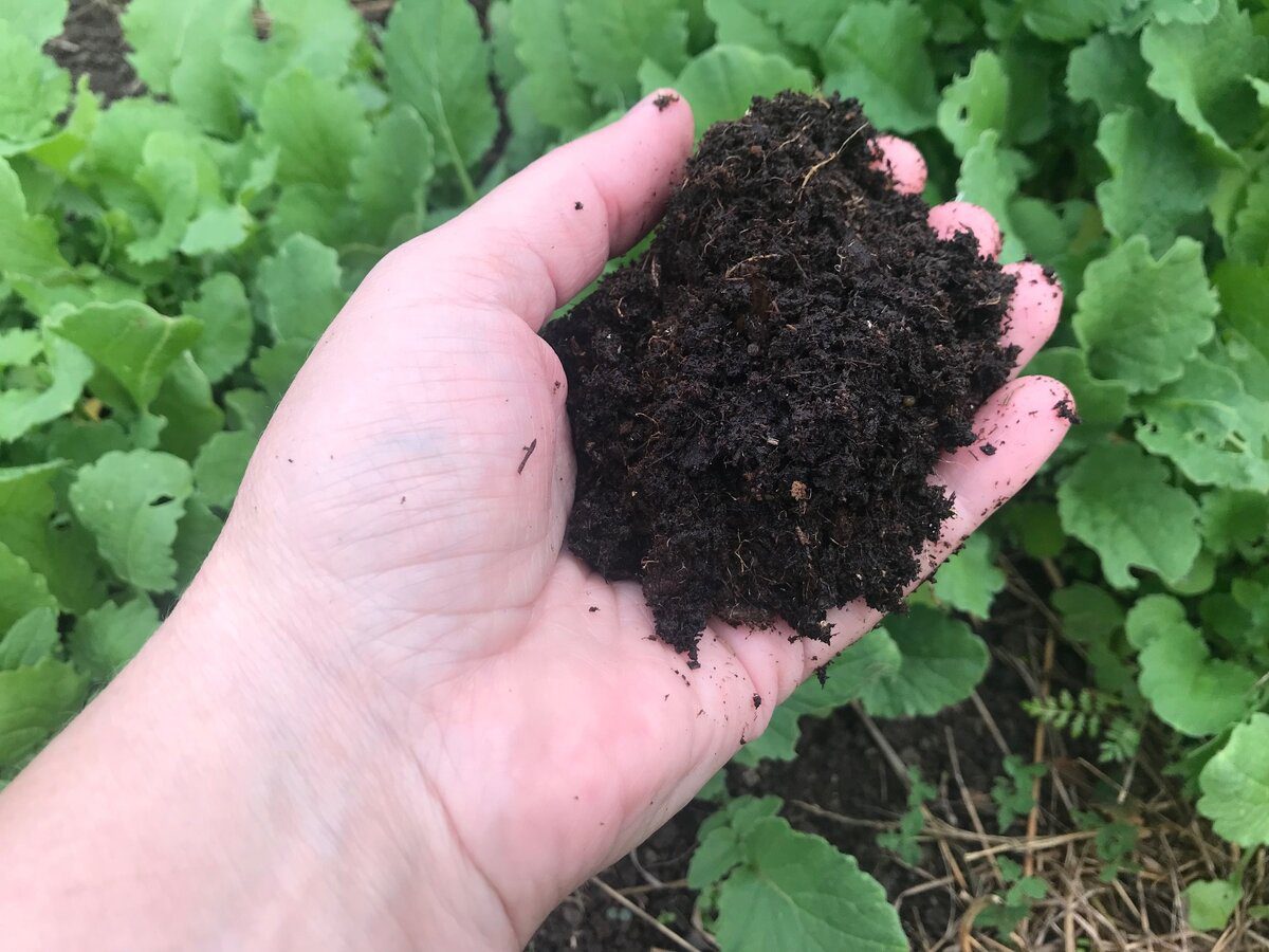 Городники розповіли, як підготувати ґрунт для весняної розсади 