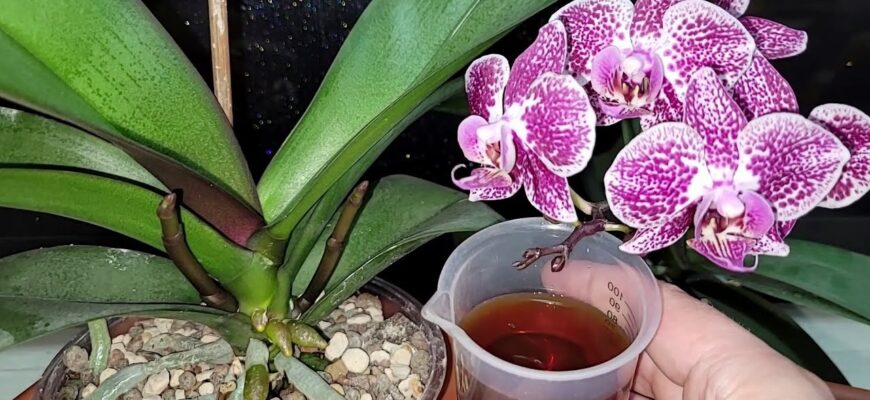 2 краплі на літр води з-під крану – орхідея тепер цвіте безперервно: після цього “зілля” бутонів ціла безліч 2 краплі на літр води з-під крану – орхідея тепер цвіте безперервно: після цього “зілля” бутонів ціла безліч