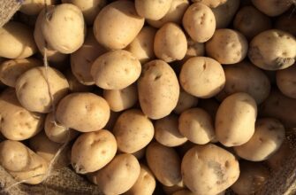Картопля у погребі почала проростати в грудні, але дід підказав покласти в ящик 1 фрукт: тепер бульби тверді