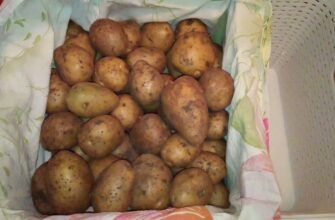 “Дідівський” трюк: ось як зберегти картоплю свіжою і без паростків навіть у квартирі – знадобиться 1 фрукт