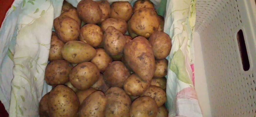 “Дідівський” трюк: ось як зберегти картоплю свіжою і без паростків навіть у квартирі – знадобиться 1 фрукт
