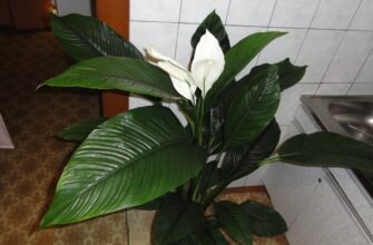 Створила для спатифілума пустельні умови – почав цвісти вже до Нового року: тепер милуюсь “білими вітрилами”