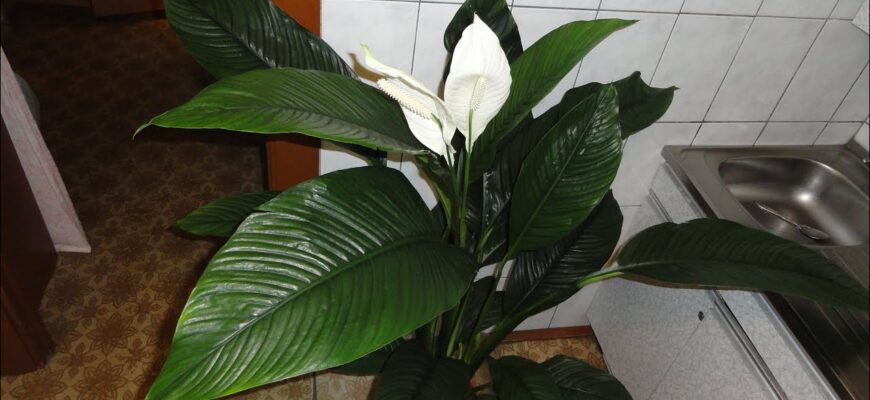 Створила для спатифілума пустельні умови – почав цвісти вже до Нового року: тепер милуюсь “білими вітрилами”