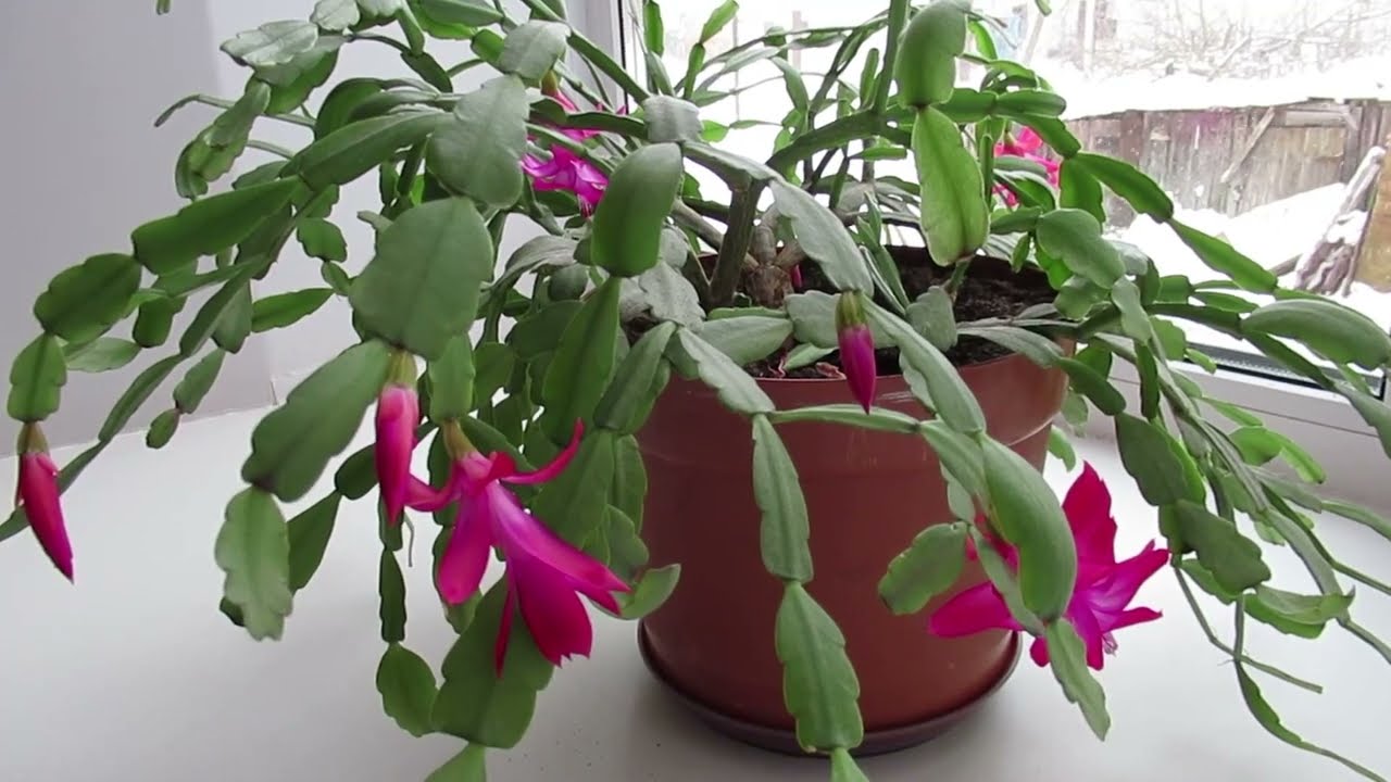 Експерти розвінчали міфи по догляду за декабристом