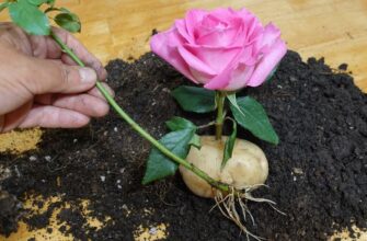 1 найголовніша помилка під час вкорінення живців: ось що краще зробити, щоб троянди змогли залишитися живими