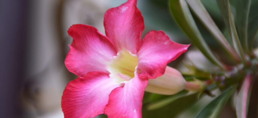 Різдвяник (Шлюмбергера) не хотів цвісти, поки не почала поливати його цим: 1 склянка настою