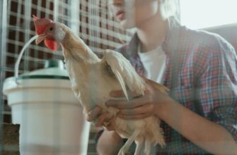 Яєць стало більше, а їхній смак – кращий: просто даю курям 1 продукт замість свіжої трави 2 рази на 7 днів