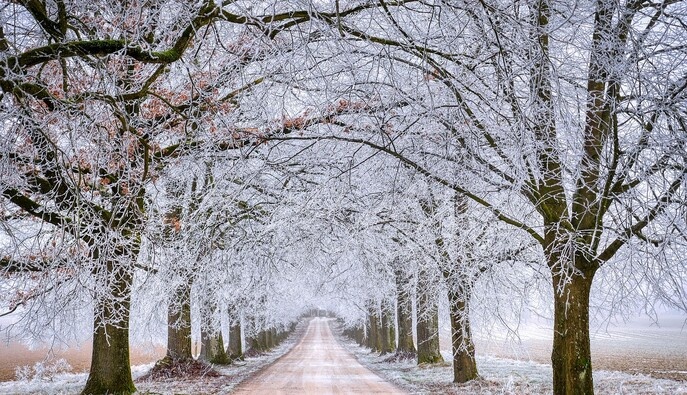 Люті морози чи аномальне тепло: якою може бути зима 2025–2026 в Україні