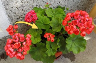 Герань не буде скидати листя взимку, якщо 1 раз у 2 тижні робити так: метод простіший, ніж здається