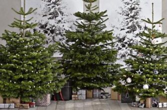 А ви це знали? Чому ніколи не варто ставити новорічну ялинку в пісок чи ґрунт