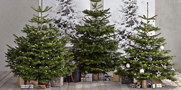 А ви це знали? Чому ніколи не варто ставити новорічну ялинку в пісок чи ґрунт