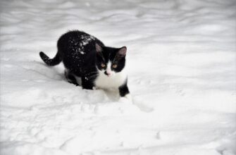 Снігу намело – вище даху, але я його не “шкребу”: 1 дешева річ допомагає за 15 хв позбутись від опадів