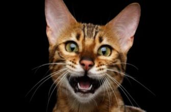 Чому коти нявкають голосніше на чоловіків – і що це означає