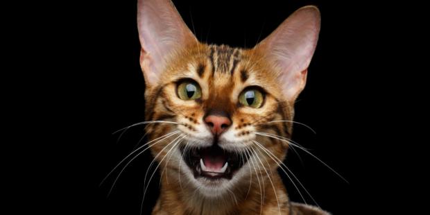 Чому коти нявкають голосніше на чоловіків – і що це означає