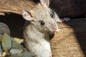 2 пачки лаврового листа позбавили мене непроханих гостей: 1 баночка у веранду, 1 у льох — тепер благодать