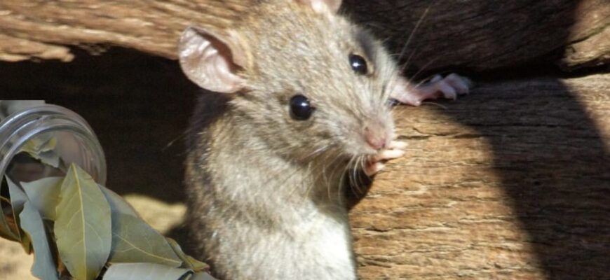 2 пачки лаврового листа позбавили мене непроханих гостей: 1 баночка у веранду, 1 у льох — тепер благодать