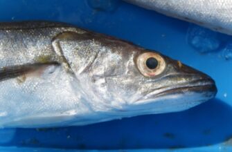 Хек по-королівськи – ТОП-1 у моєму святковому меню: як приготувати рибу ніжною й соковитою