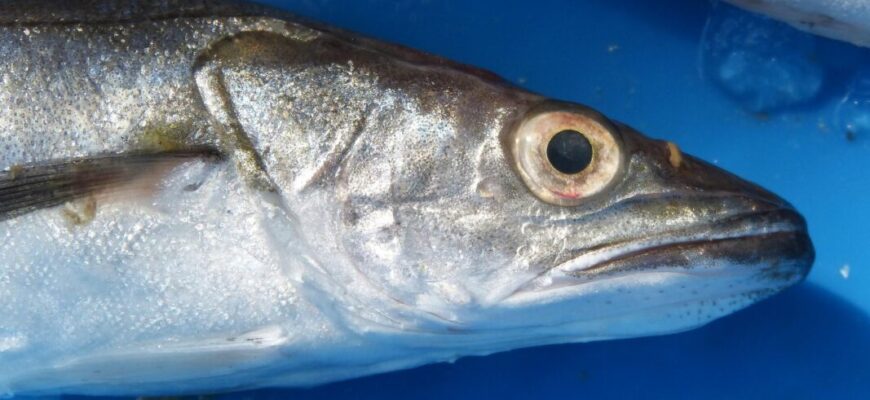 Хек по-королівськи – ТОП-1 у моєму святковому меню: як приготувати рибу ніжною й соковитою