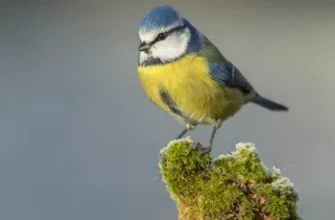 Як правильно українською називати синицю: народні назви припадуть вам до душі