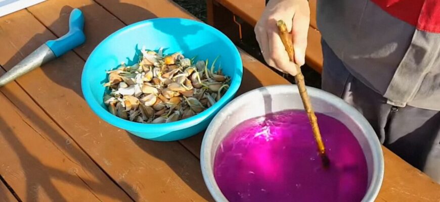 Вирощуємо для щедрого врожаю, а виходить дрібнота: 7 помилок при посадці озимого часнику