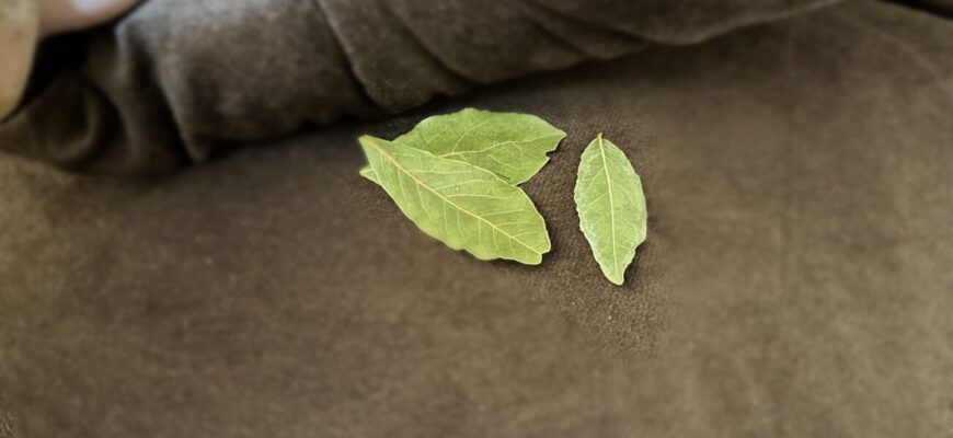 Кладу 3 лаврушки біля подушки — і сплю солодко, наче немовля: це не забобони, а доведений фахівцями ефект