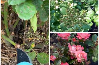 Не проґавте момент у грудні: якщо обрізати цю квітку саме зараз, вона зацвіте пишними бутонами раніше