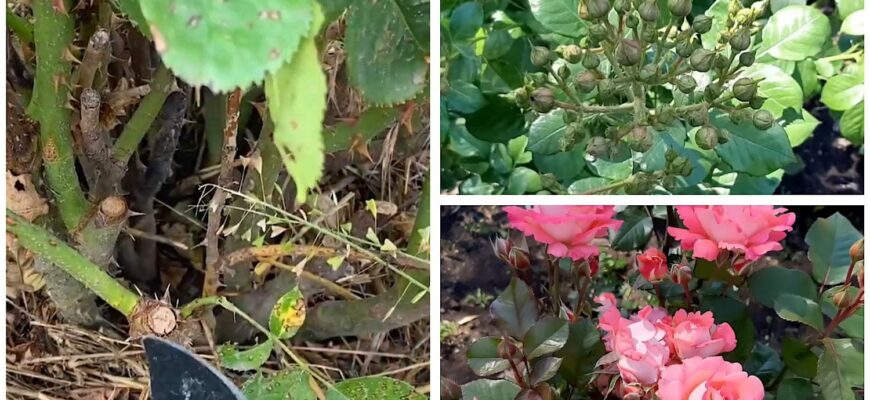 Не проґавте момент у грудні: якщо обрізати цю квітку саме зараз, вона зацвіте пишними бутонами раніше