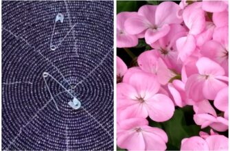 Герань покриється пишними квітами: всього 1 булавка робить чудеса – підслухала це в магазині квітів