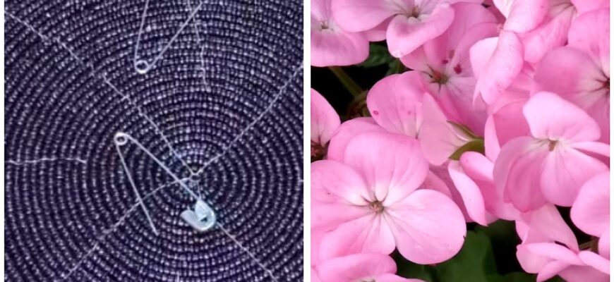 Герань покриється пишними квітами: всього 1 булавка робить чудеса – підслухала це в магазині квітів