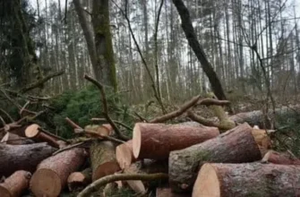 Ліс рубав — мільйони зникали: Ексголову ДСНС на Прикарпатті судитимуть за масштабну аферу