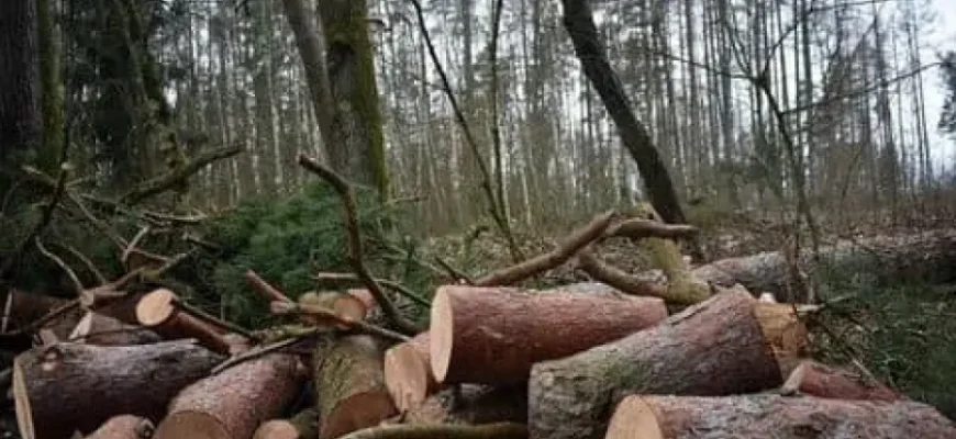 Ліс рубав — мільйони зникали: Ексголову ДСНС на Прикарпатті судитимуть за масштабну аферу