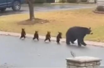 Малюки крокували на задніх лапах: Ведмедиця прогулювалася житловим районом з чотирма дитинчатами (відео)