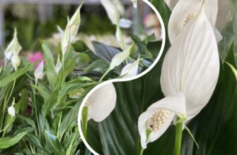 Сусідка побачила мій спатифілум і ахнула: взимку він почав сохнути, але я полила його 1 аптечним засобом