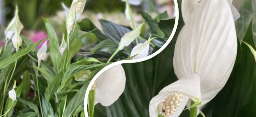 Сусідка побачила мій спатифілум і ахнула: взимку він почав сохнути, але я полила його 1 аптечним засобом