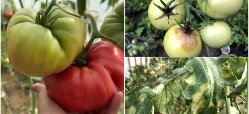 Ці 2 сорти томатів радять фермери: урожай стабільний навіть у холодне та сире літо
