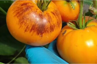 Цей томат — моє кохання назавжди: саджала 7 років поспіль і обов’язково посаджу в 2026 році