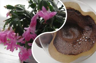 Міф чи “золоте” правило: чи справді треба підживлювати різдвяник кавовою гущею, щоб він зацвів – 1 відповідь