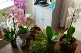 Всі викидають шкірку від бананів, а дарма: ось як я використовую її для поливу орхідей