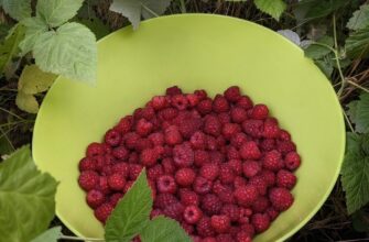 Всі накривають малину плівкою, але я знаю 1 секрет: аби кущі не випріли, забудьте про цей “марний” матеріал