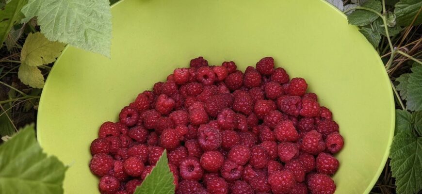 Всі накривають малину плівкою, але я знаю 1 секрет: аби кущі не випріли, забудьте про цей “марний” матеріал