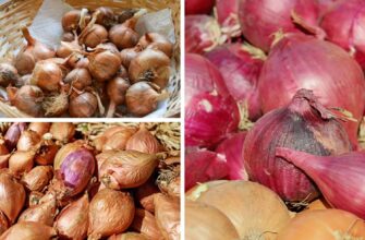 Зі 100 обрала 3 найкращих: сорти цибулі на 2026 рік — добре родять і в посуху, і в мороз