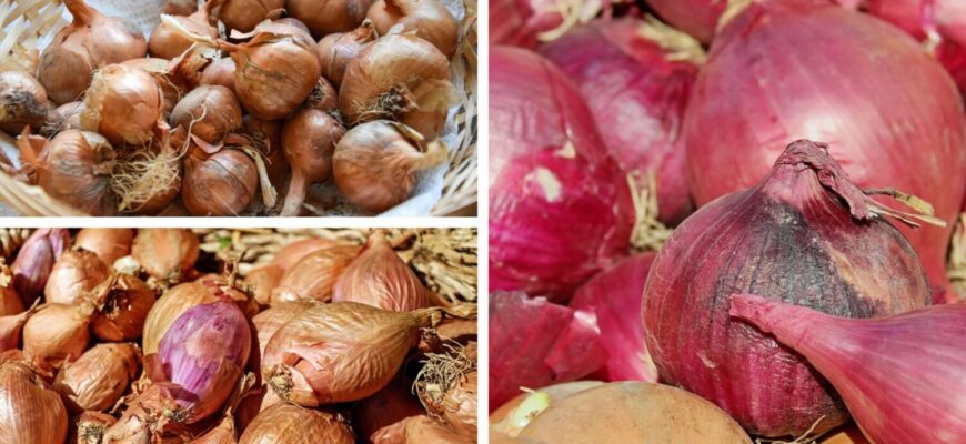Зі 100 обрала 3 найкращих: сорти цибулі на 2026 рік — добре родять і в посуху, і в мороз