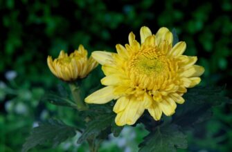 Морози в Україні до -15: 2 способи укриття хризантем на зиму, що зберігають життя кущикам