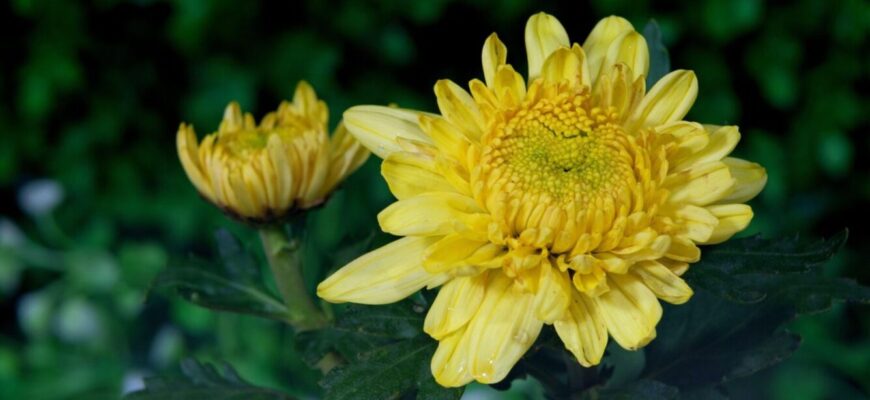 Морози в Україні до -15: 2 способи укриття хризантем на зиму, що зберігають життя кущикам